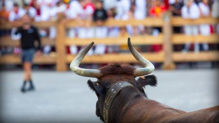 Suelta de vacas en la plaza del Mercado durante las fiestas de Aoiz de 2024