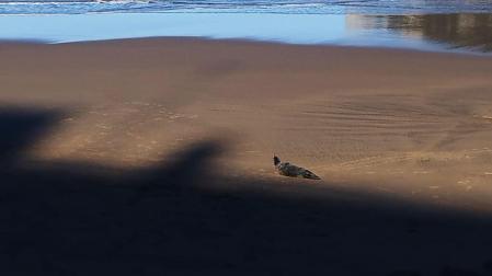 Imagen de la foca descansando en el arenal de la playa de La Concha (San Sebastián)
