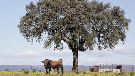 Un toro mira al fotógrafo en plena dehesa. Se trata de un astado de la ganadería Miura en la finca Zahariche, que se encuentra en Lora del Río (Sevilla)
