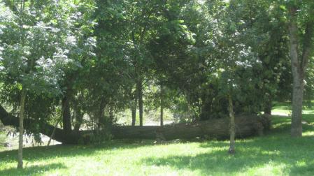 Fotografías del paseo del Arga y del río a su paso por la Rochapea.