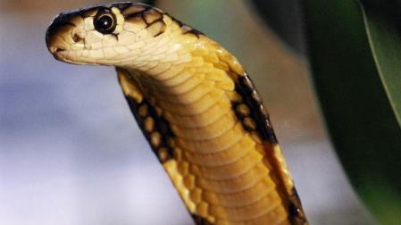Un campesino nepal&iacute; mata a mordiscos a una serpiente