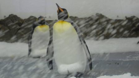 El pingüino emperador se adapta a la Antártida