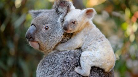 Nace una koala blanca, espécimen extremadamente raro, en un zoo de Australia