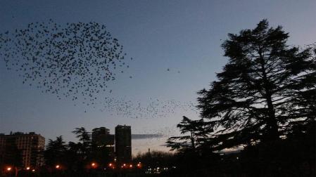 Una bandada de pájaros sobrevuela la Vuelta del Castillo al anochecer.