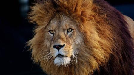 Unos 200 leones mueren cada año en Tanzania a manos de pastores