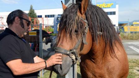 Una parcela municipal en el polígono de Agustinos ha vuelto a acoger la feria el 7 de julio, desde las 7 y hasta las 15 horas. 56 ganaderos han participado en la edición de 2018 de la feria de ganado equino de San Fermín con la presencia de más de 500 animales.