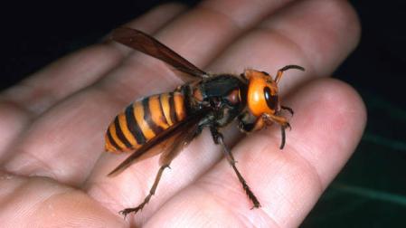 Una avispa asiática
