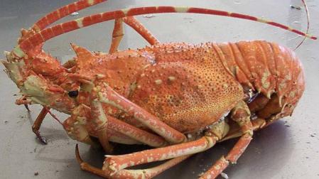 Langosta, cigalas y bogavante suben sus precios hasta un 50%