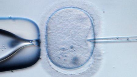 30 años de la primera fecundación in vitro de la Sanidad Pública