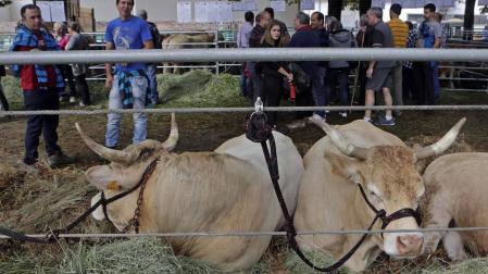 Todas las fotos de la feria de la vaca pirenaica en Elizondo