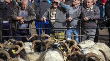 Gana visitantes año tras años con su ganado autóctono y gastronomía.