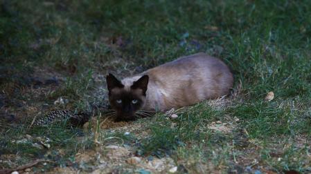 La multa de la colonia felina de la Txantrea