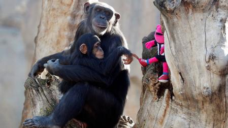 Los chimpancés aprenden el uso de herramientas y comparten sus conocimientos