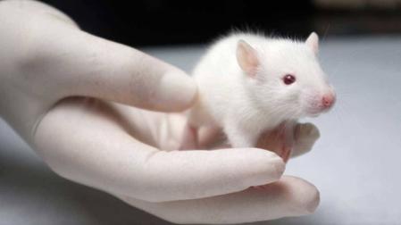 Un ratón, en un laboratorio.