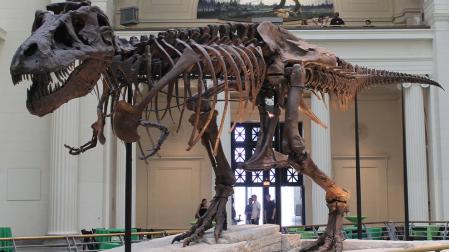 Las patas largas de Tiranosaurus rex eran para recorrer maratones