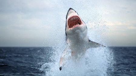 ​Un tiburón blanco mata a un recolector de vieiras en Australia