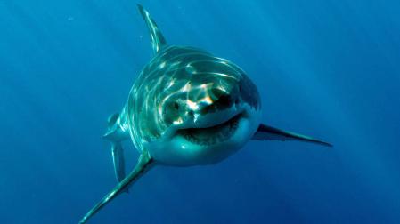 Muere una estadounidense en Bahamas al ser mordida por un tiburón