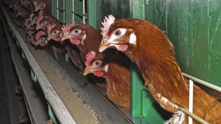 Equalia pide un modelo de cría de gallinas libre de jaulas para Navarra