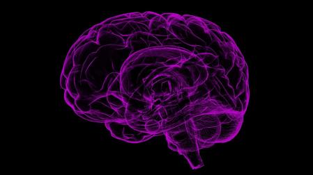 Un cerebro humano