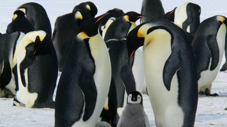 Imagen de archivo de pingüinos