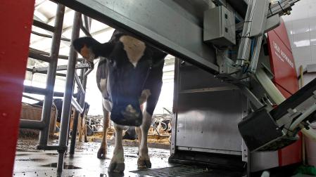 Una vaca de leche