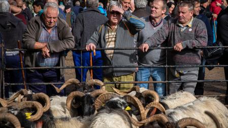 Las ovejas latxas ‘mutur beltza’ (cara negra) concitan la atención de asistentes a una edición anterior de la popular Feria de Otoño de Elizondo