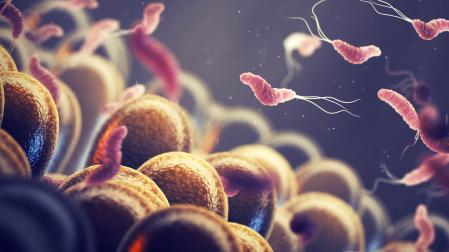 Recreación de Helicobacter pylori, bacteria gastrointestinal que puede causar cáncer