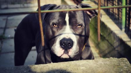 Imagen de archivo de un perro de la raza pitbull