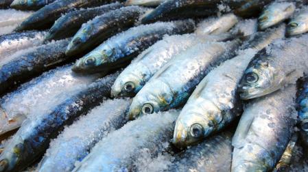 Pescado azul