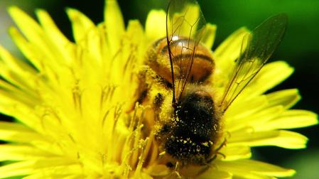 Las abejas actúan como polinizadores. Capiro
