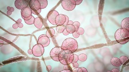 La levadura Candida auris es un patógeno emergente capaz de causar infecciones graves potencialmente mortales