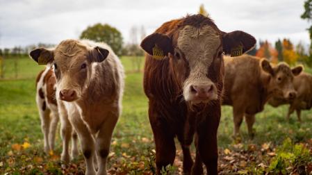 Vacas en una granja