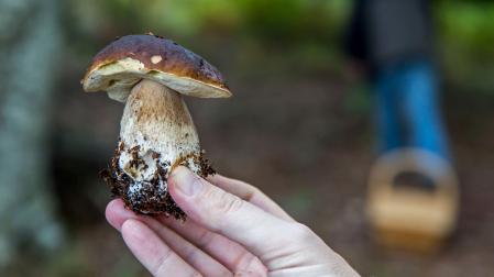 Un ‘boletus’, sostenido en la mano como resultado de la observación en un punto de Navarra