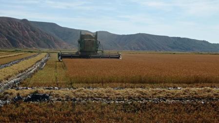 Cosecha de arroz en Arguedas