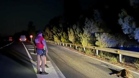 Un policía foral, junto a uno de los jabalís atropellados