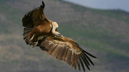 Buitre leonado