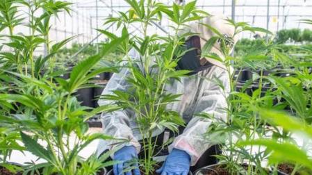 Una plantación de cannabis para la  elaboración de medicamentos