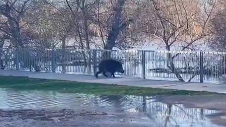 Vídeo con un jabalí desorientado por el Paseo del Prado de Tudela