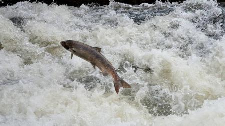Un ejemplar de salmón remonta las aguas caudalosas de un río.