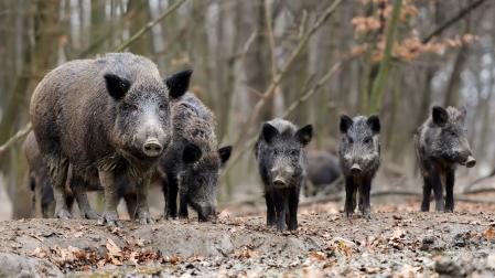 Una familia de jabalíes