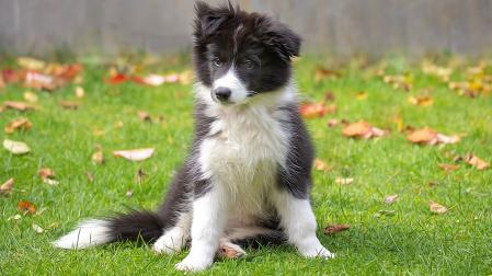 Un cachorro de raza Border Collie