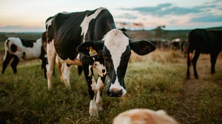 Imagen de una vaca en un pasto navarro