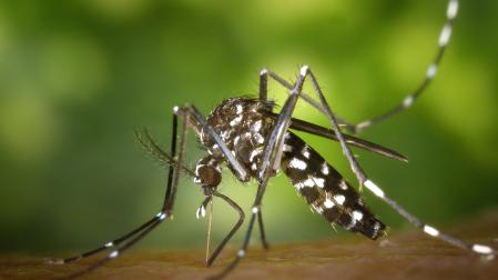 Mosquito tigre, 'Aedes albopictus'