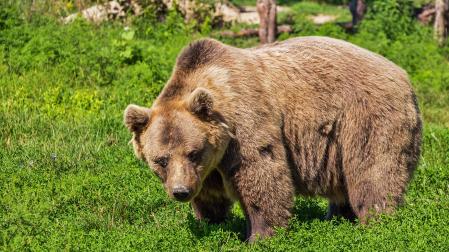Imagen de archivo de un oso pardo
