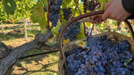 Las bodegas y viticultores de la Denominación de Origen Navarra han recogido 43 millones de kilos de uva
