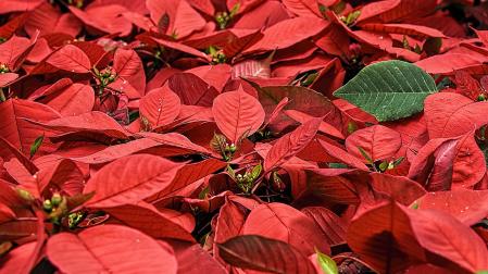 Poinsettias o flores de Pascua