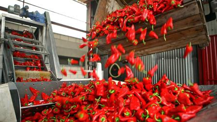 Momento del procesado de pimientos del piquillo en la cooperativa de Lodosa. Imagen de archivo