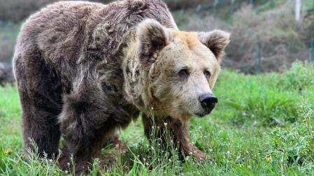 La osa Paca ha sido sacrificada este jueves para evitar un mayor sufrimiento al animal, con problemas de movilidad que se habían agravado en los últimos días y comprometían su calidad de vida