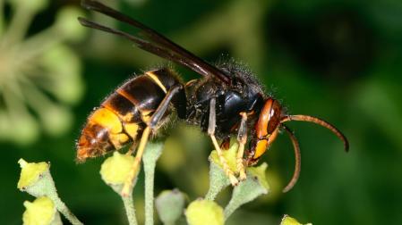 Ejemplar de avispa asiática