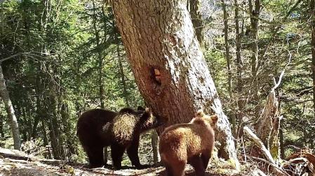 Los hermanos ‘Rey’ (el oso de la izquierda, más oscuro) y ‘Arriu’ (la osa de la derecha, más clara), nacidos en 2023, hijos de ‘Sorita’ y ‘Rodri’, fotografiados en el Pirineo francés próximo a la muga con Navarra en abril de 2024.